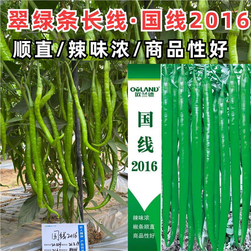 欧兰德国线2016线椒种子翠绿条加长顺直线香辣特条椒线辣椒种子籽