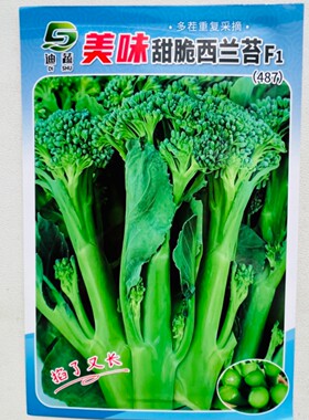 美味甜脆西兰苔种子分枝多肉质脆嫩口感好西兰花种籽农家春秋季播