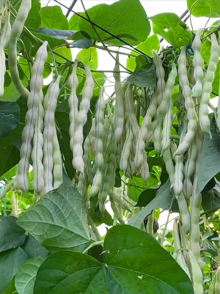 白不老芸豆种子老品种四季播种家庭小院阳台盆栽种植高产豆角种籽