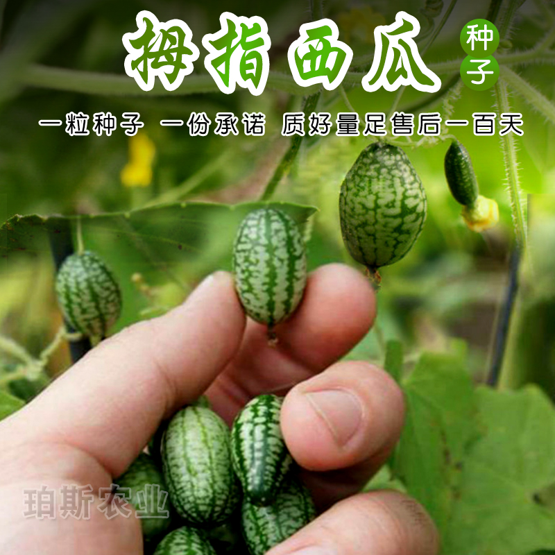包邮寿光蔬菜种子 拇指西瓜手指黄瓜味迷你西瓜阳台盆栽四季播包