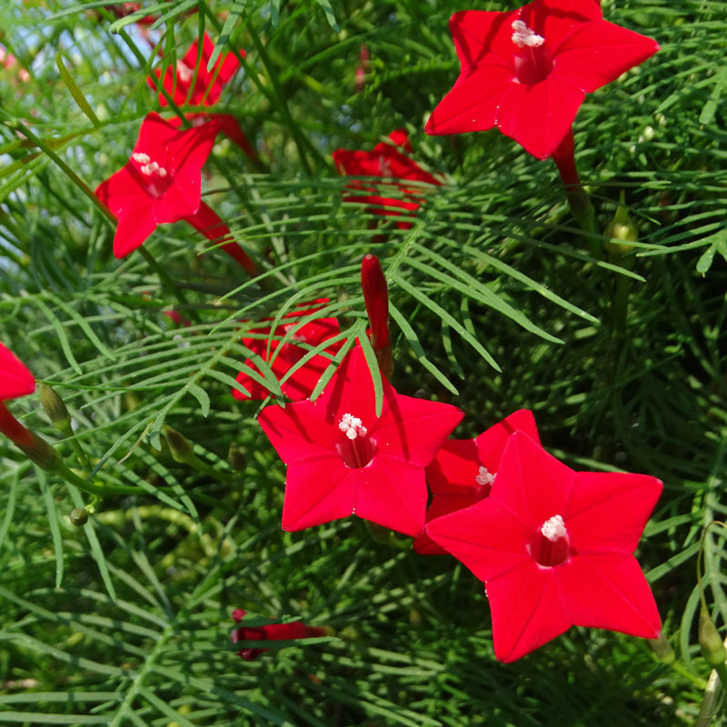 羽叶茑萝种子四季种易活五角星花种籽子庭院室外阳台盆栽花籽包邮