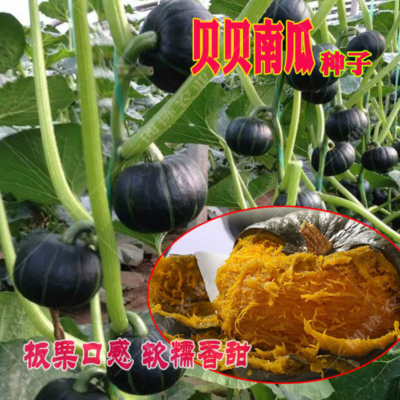 春秋播绿贝贝南瓜种籽 迷你型极早熟 板栗味香糯粉甜 农家四季播