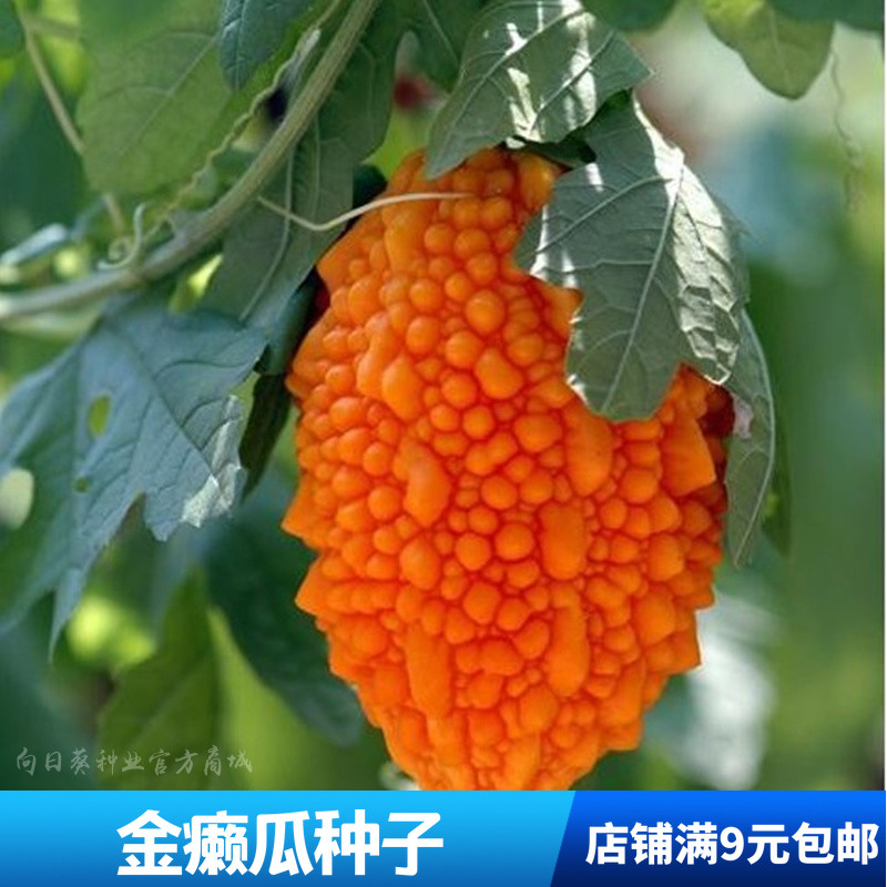 春秋播水果赖癞葡萄种子小癞瓜 春播金癞瓜阳台盆栽四季蔬菜 金玲