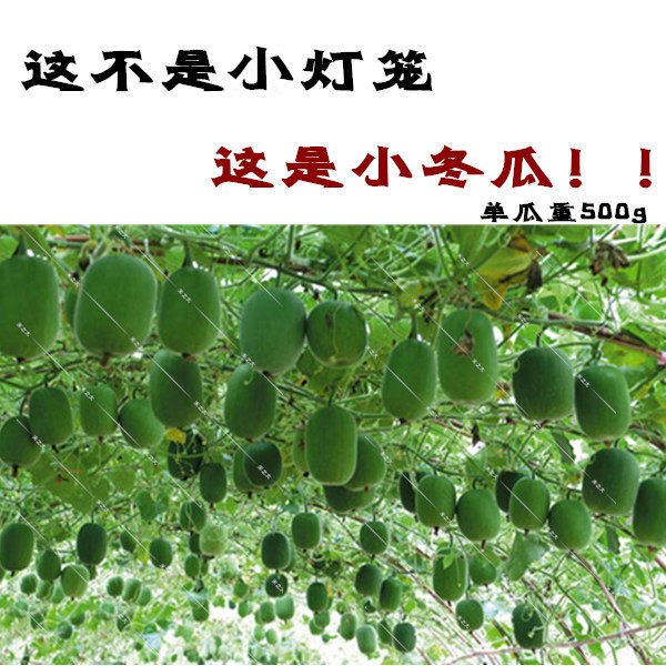 春秋播一串铃小冬瓜种籽 爬藤迷你小冬瓜早绿小冬瓜 早熟高产嫩瓜