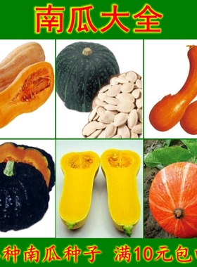 春秋播南瓜种籽砍瓜 巨型大南瓜籽 板栗奶油小南瓜种子蜜本南绿贝
