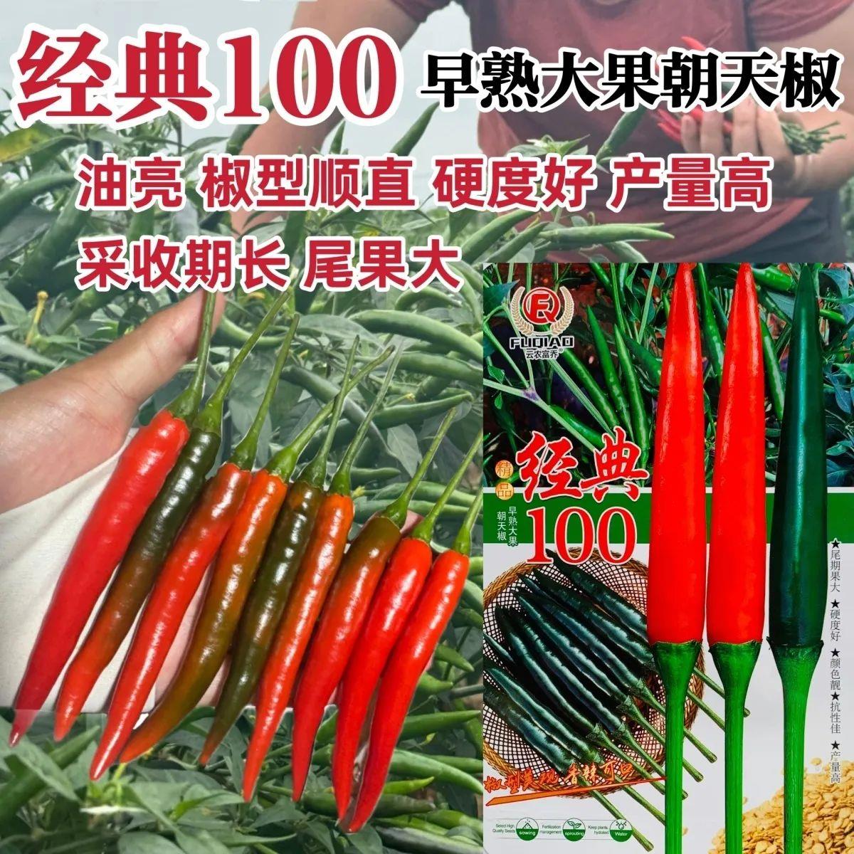 新品种经典100朝天椒种子油亮香辣大果朝天椒种子青红两用硬度好