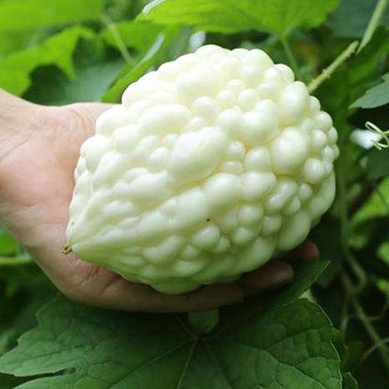 新品苹果苦瓜种子黑籽水果种籽蔬果孑生吃不苦甘甜台湾白苦瓜寿光