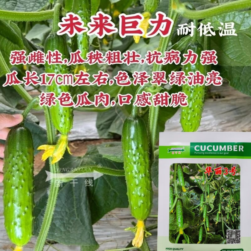 未来巨力黄瓜种子甜脆绿肉旱黄瓜耐低温强雌耐寒水果黄瓜种籽孑