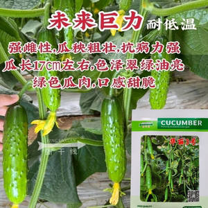 未来巨力黄瓜种子甜脆绿肉旱黄瓜耐低温强雌耐寒水果黄瓜种籽孑