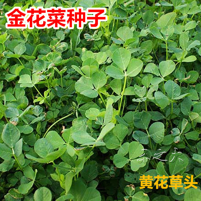 春秋播上海金花菜种籽黄花草头三叶菜种子农家蔬菜野菜籽食用苜蓿