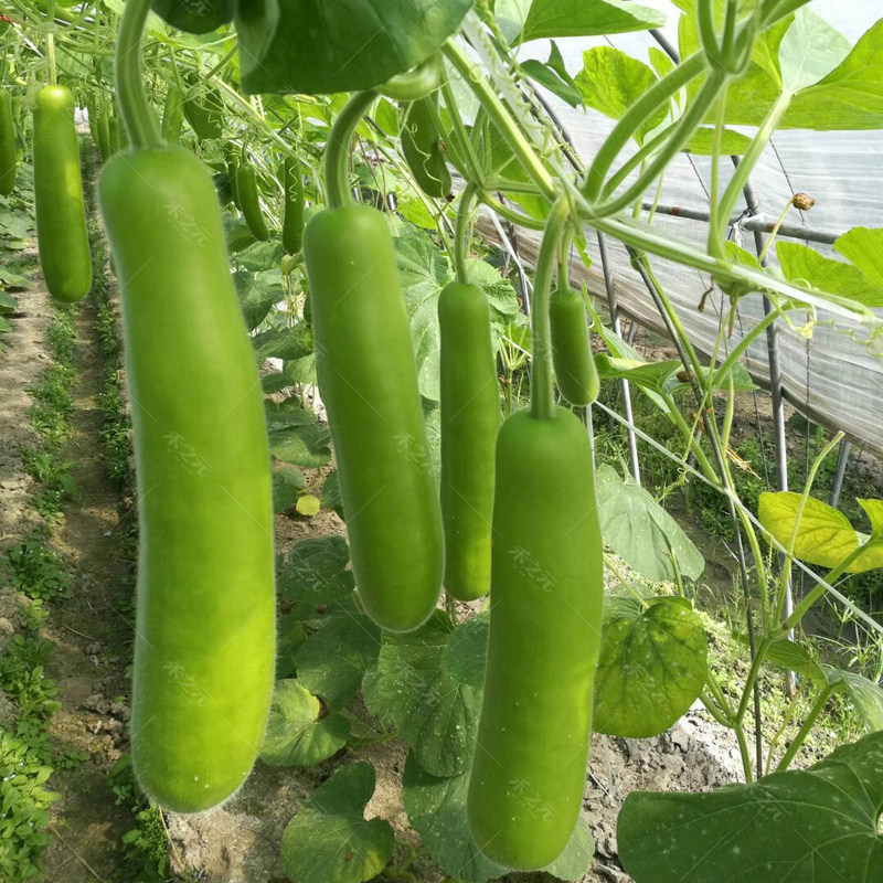 甜芋瓠蒲瓜种子瓠瓜蔬菜瓠子瓜高产四季夏季春季农家青菜种籽种孑 3C数码配件 手机支架/手机座 原图主图