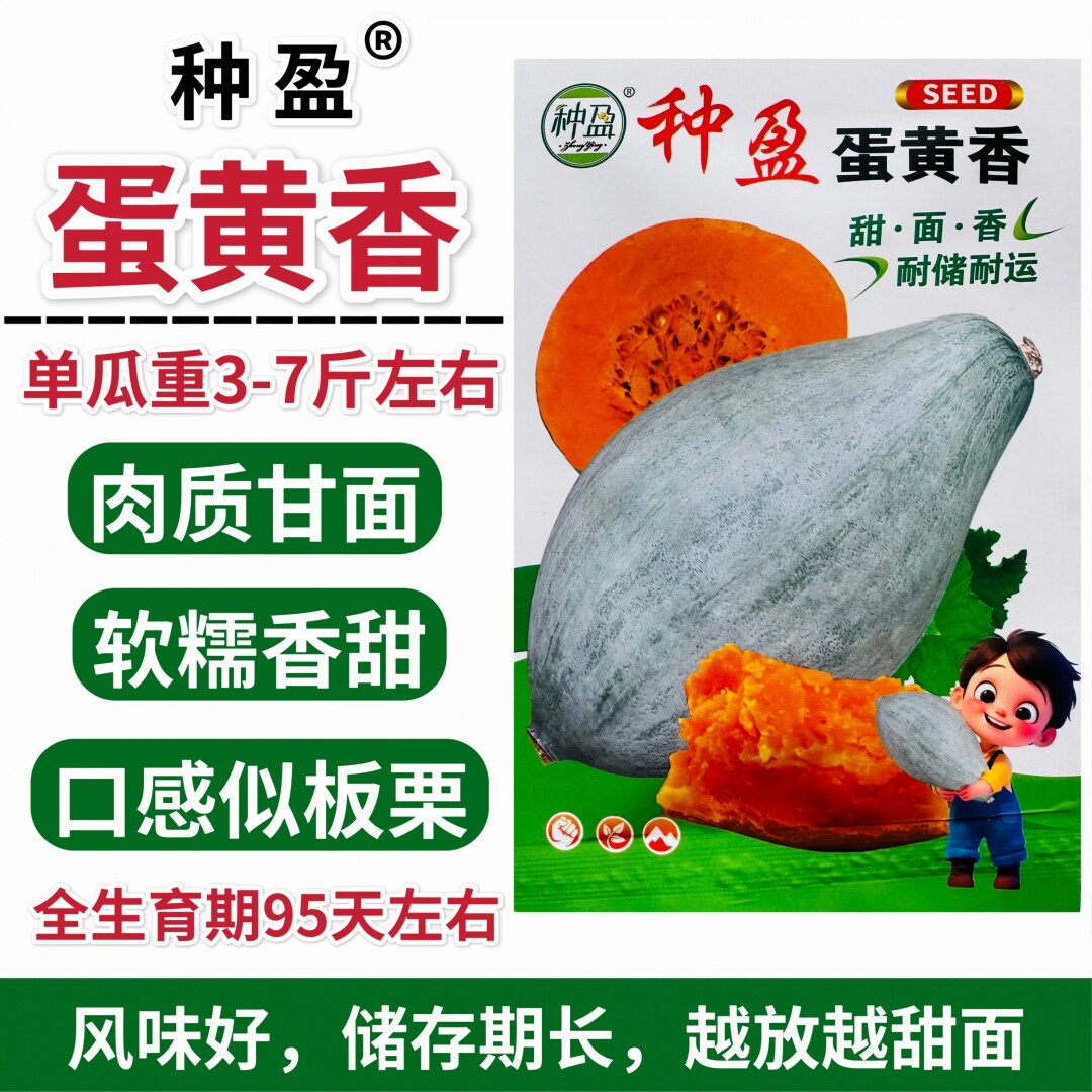 种盈蛋黄香南瓜种子灰白皮甜味浓软糯板栗味长棒槌形南瓜种籽种孑