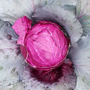春秋播紫甘蓝种子 包菜种子 洋白菜种子 中早熟 紫红色 蔬菜种子