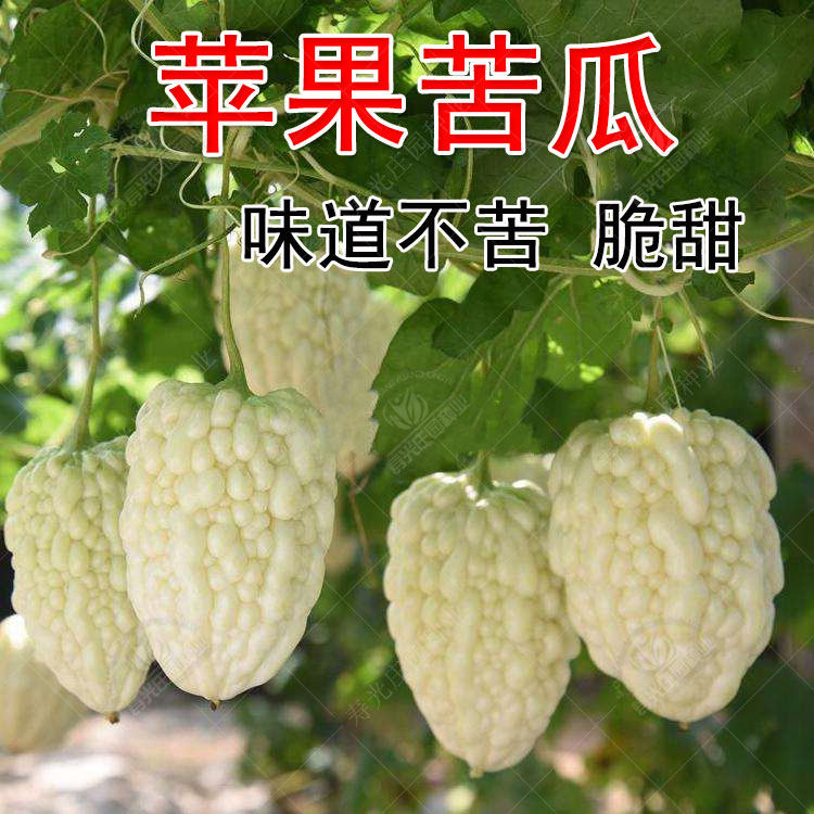春秋播台湾苹果苦瓜种子苗水果白苦瓜籽不苦阳台盆栽四季蔬菜孑蔬