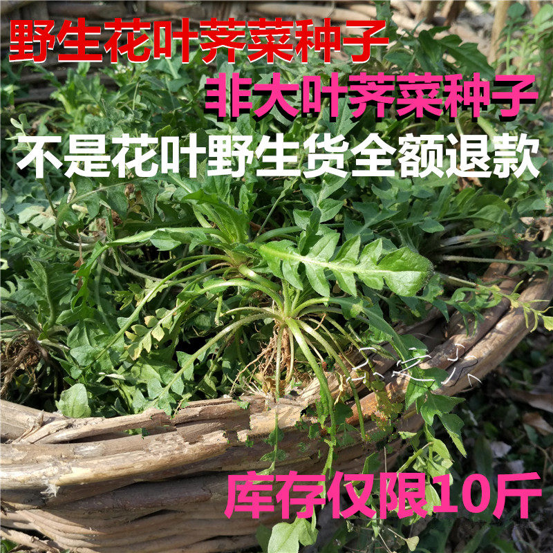 春秋播农家野生荠菜种子 野菜贵族 饺子菜 清香鲜嫩 野菜种子蔬菜
