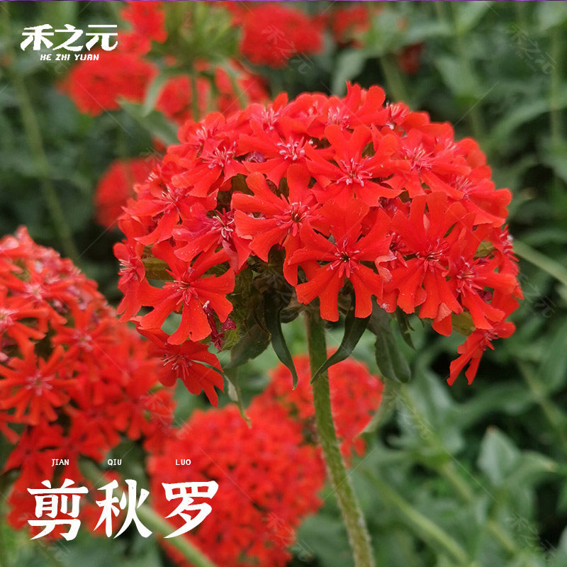 春秋播剪秋罗种子 大花剪秋罗多年生可切花 四季易种庭院盆栽花卉
