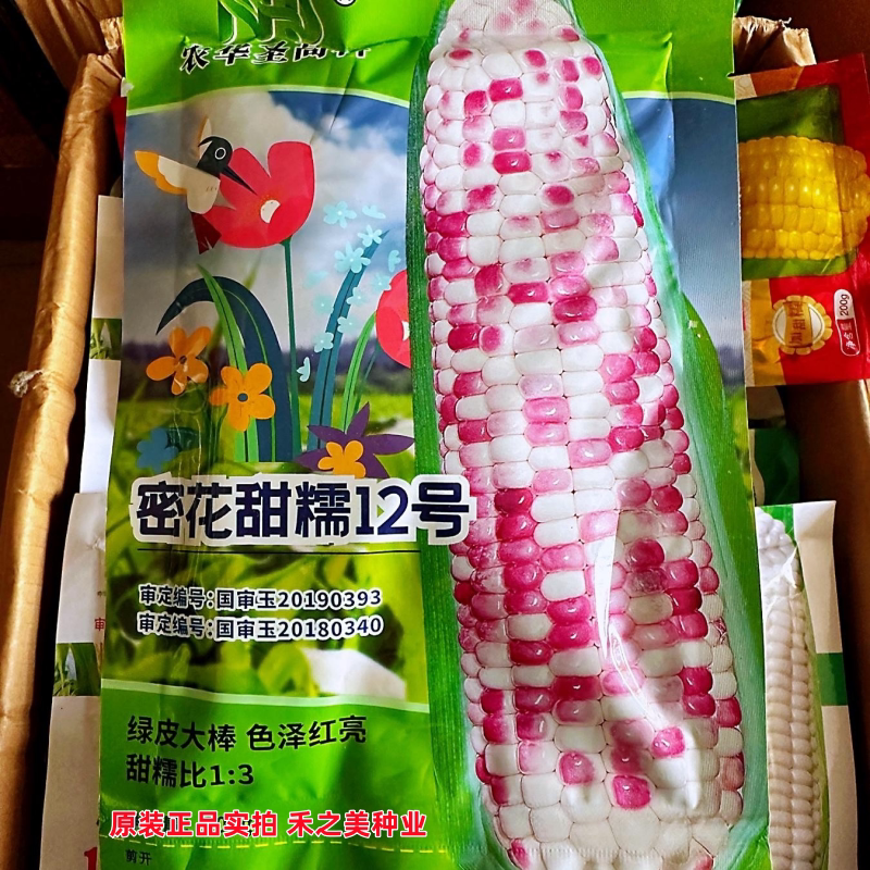 彩甜糯玉米种子密花甜糯12号国审鲜食高产大棒花玉米种籽春秋季播