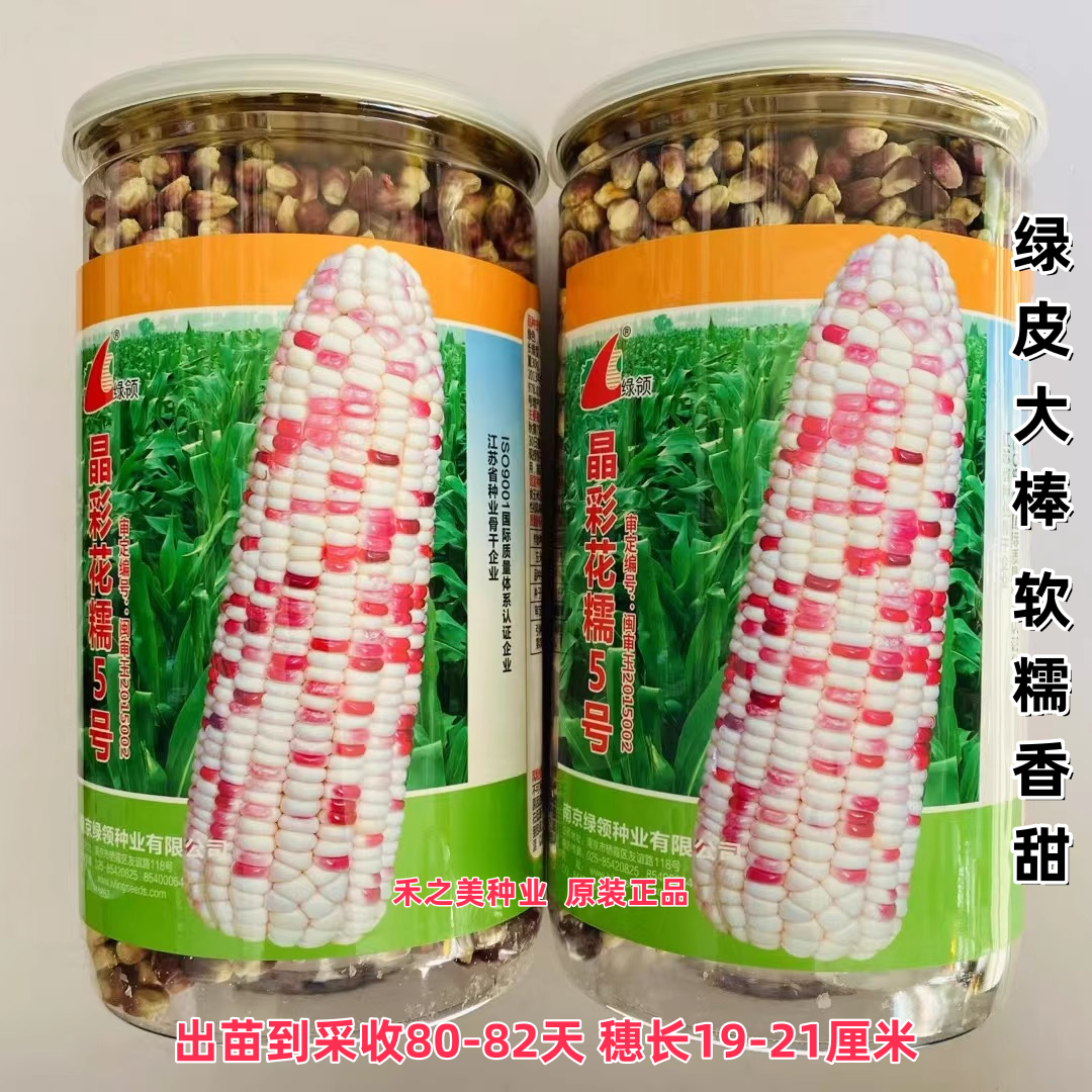 绿领晶彩花糯5号彩甜糯玉米种子抗病高产粘玉米鲜食玉米种春秋播