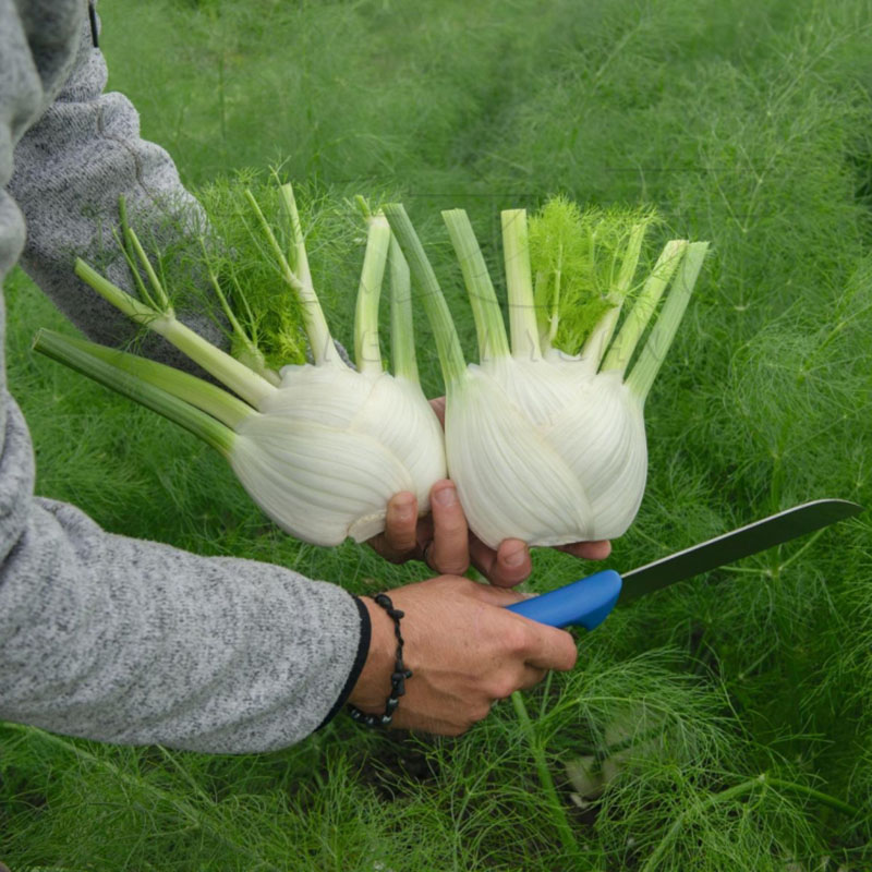 春秋球茎茴香种子割茬小茴香籽结球荷兰四季播春夏秋冬季种籽