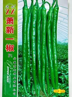萧新一椒辣椒种子早熟特长线辣椒种籽香辣长线椒包邮基地大田专用