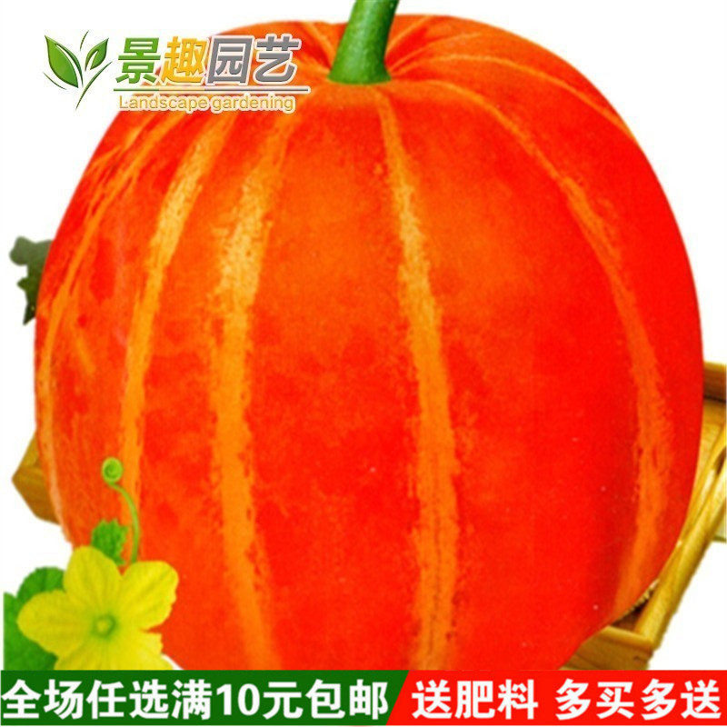 水果甜瓜种子 红皮面瓜  观赏食用 香甜软绵甘面香瓜种