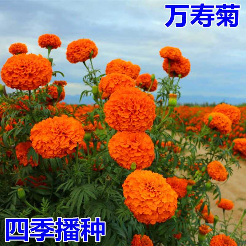 万寿菊花种子景观花海种子阳台盆栽观花种子草花种子四季种易活
