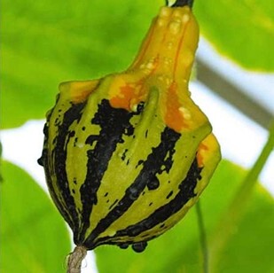 鱼翅瓜种子 极具观赏价值 南瓜 瓜果蔬菜种子庭院植物 满10包邮