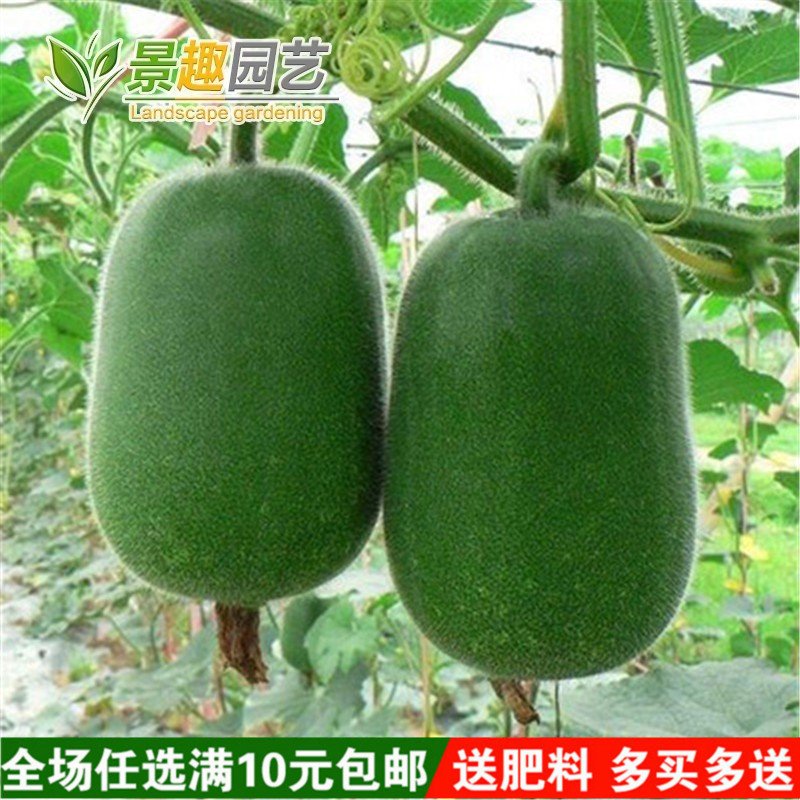 实心小冬瓜种子 迷你冬瓜种子 蔬菜种子 瓜果种子 特菜瓜果 10粒