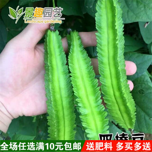 四棱豆种子 四棱豆苗 四角豆皇帝豆香龙豆 四季盆栽蔬菜阳台种植