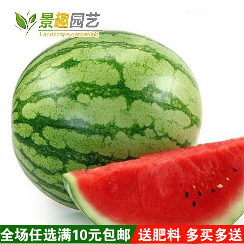 水果蔬菜种子 8424西瓜种子 阳台庭院盆栽 田园种植红壤西瓜籽