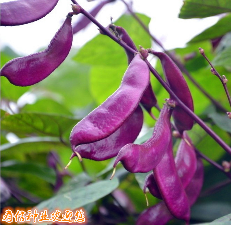 菜园蔬菜种子高产紫红眉豆花浅紫边扁型扁豆角高产抗病彩眉豆3克
