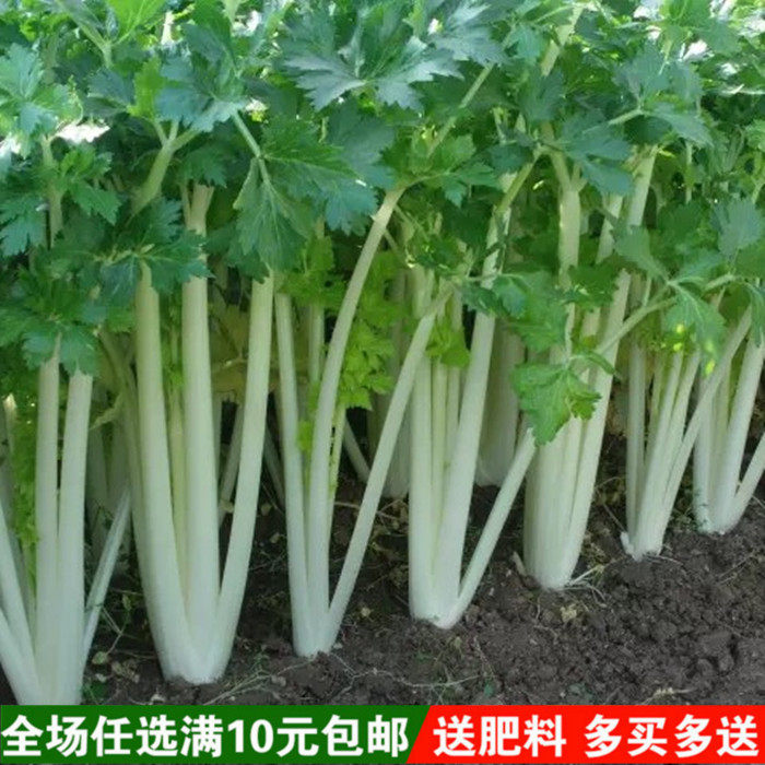 白芹种子 四川白杆芹菜 阳台种菜 蔬菜种子 家庭盆栽 蔬菜籽包邮