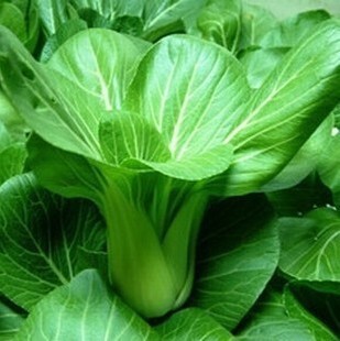 阳台种菜 盆栽 包邮 上海青 满10 蔬菜种子 播菜种 油菜 春秋四季