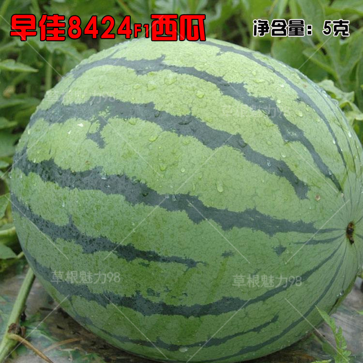 早佳8424 西瓜种子 薄皮小圆 懒汉 四季 西瓜种子高产甜早熟甜瓜