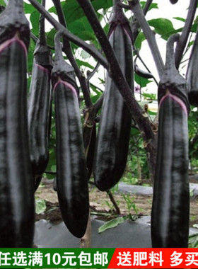春播长茄子种子长茄王早熟紫黑色光泽好蔬菜种子