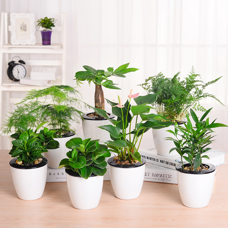 绿植小盆栽室内水土培白掌碧玉含羞草发财树包邮小盆植物包邮