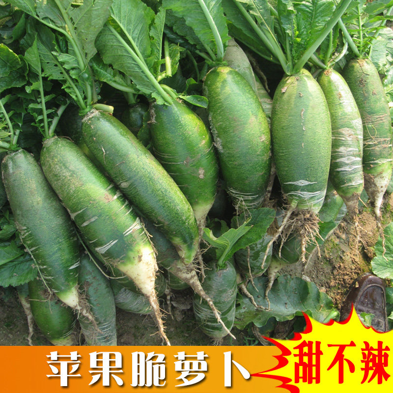 沙窝萝卜种子 翠绿苹果脆 水果萝卜种子 阳台专用 盆栽蔬菜 高产