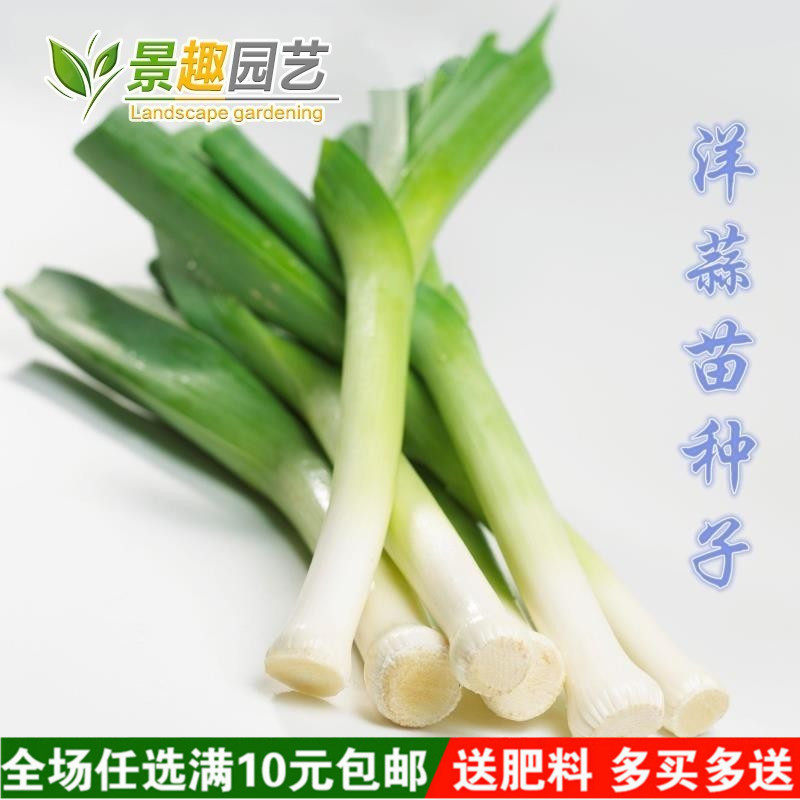 原装蔬菜种子大葱籽花旗韭葱种子小香葱种子洋蒜苗种子