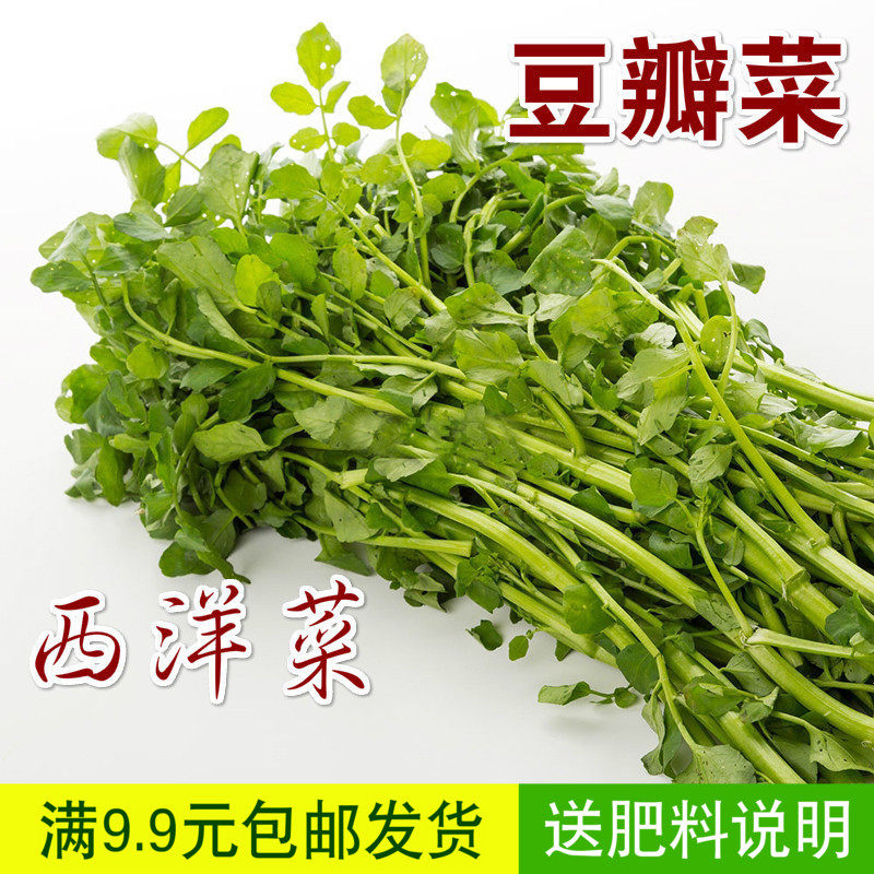 豆瓣菜种子 西洋菜种子 蔬菜野菜蔬菜种子印度鲜菜水田芥