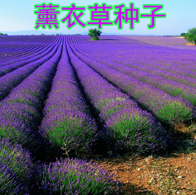 薰衣草种子四季种植花种籽驱蚊盆栽花苗室内多年生耐寒室内外植物