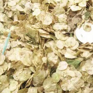 榆树种籽榆树墙种子榆树的种子白榆树种子榆树钱金叶榆榔榆种子