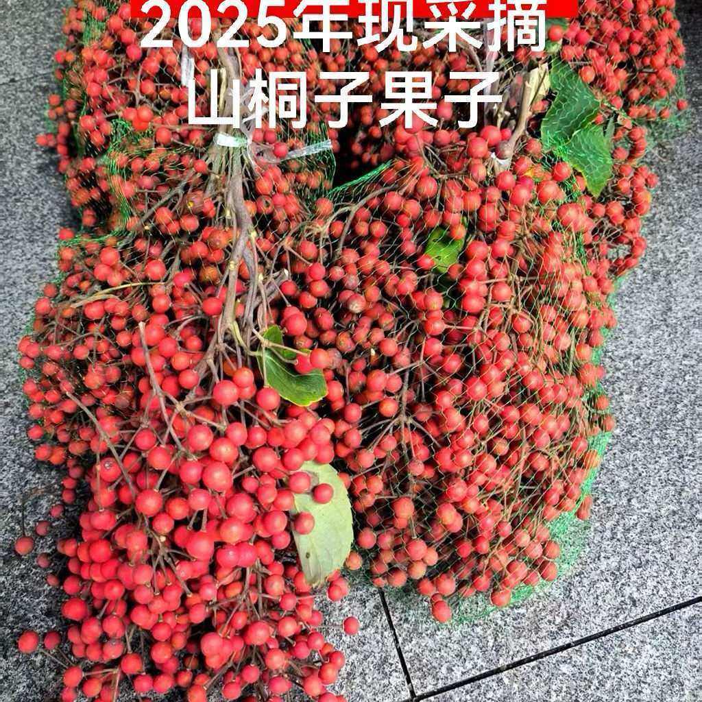 山桐子树苗批发基地组培苗种苗食用油桐子树 小树苗现挖现发,鲜花速递/花卉仿真/绿植园艺,家庭园艺种子,淘宝优惠券,粉丝福利购,淘宝优惠卷