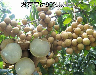 果树种子龙眼/桂圆种子果实多果粒大 耐寒品种果蔬种籽包邮