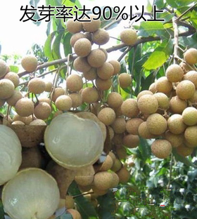 果树种子龙眼桂圆粒大耐寒
