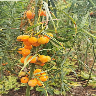 云南滇黄精多花滇黄精节节高滇黄精块茎黄精