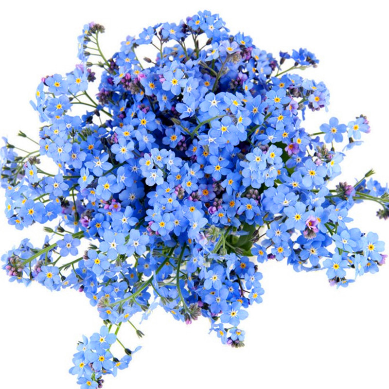 勿忘我种子四季花草盆栽庭院