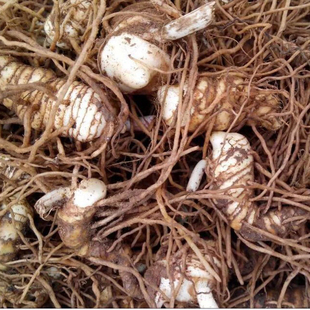 云南滇重楼种苗 粉质滇重楼种苗 重楼种苗 七叶一枝花特价