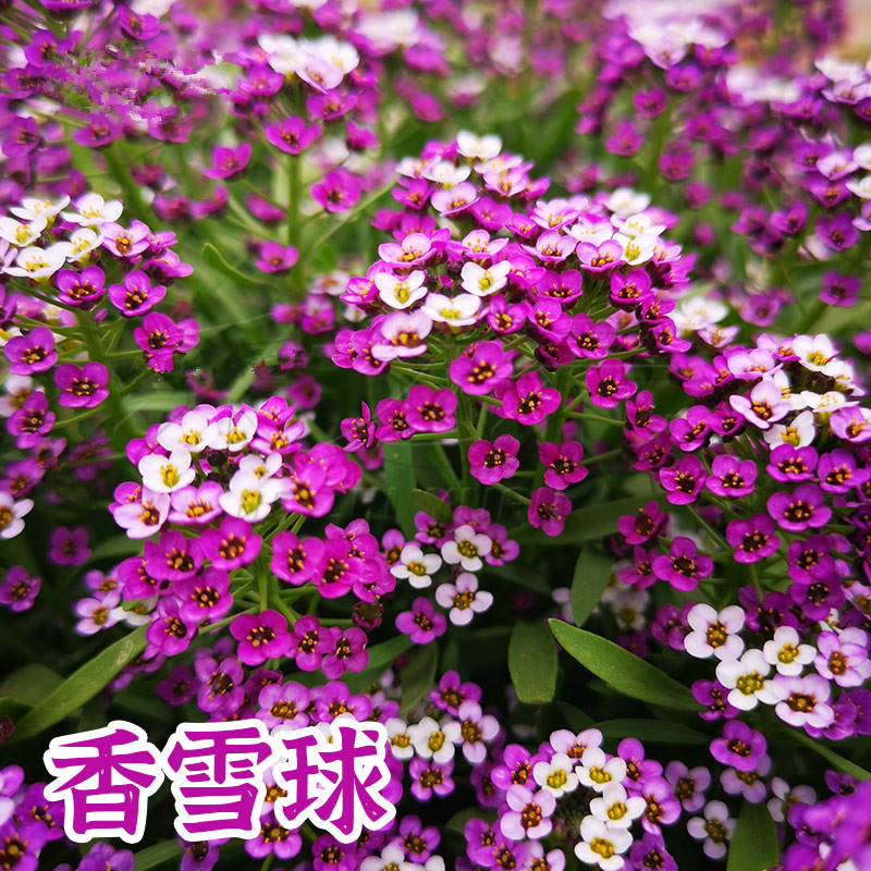 多年生庭院阳台耐寒开花香雪球图片