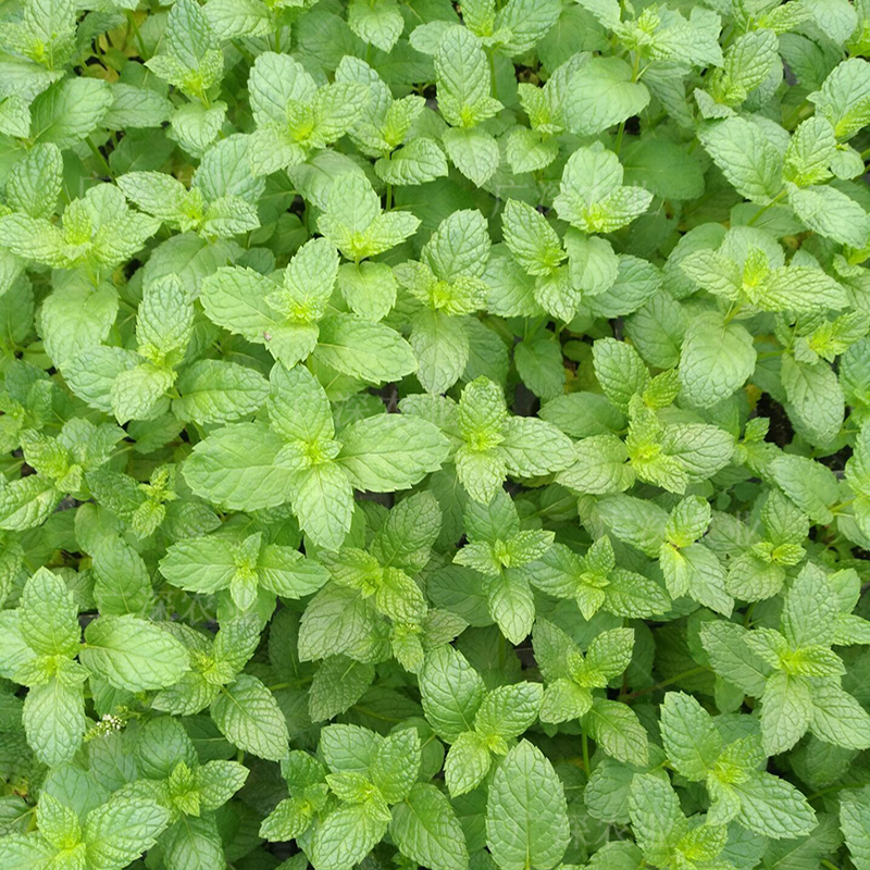 驱蚊虫植物花卉薄荷种子可食用