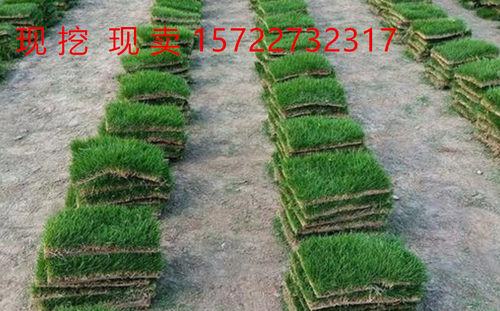 草皮带土真草皮四季青草坪耐践踏马尼拉 果岭草草坪 百慕大草